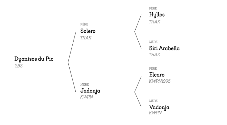 dyonisos-pedigree